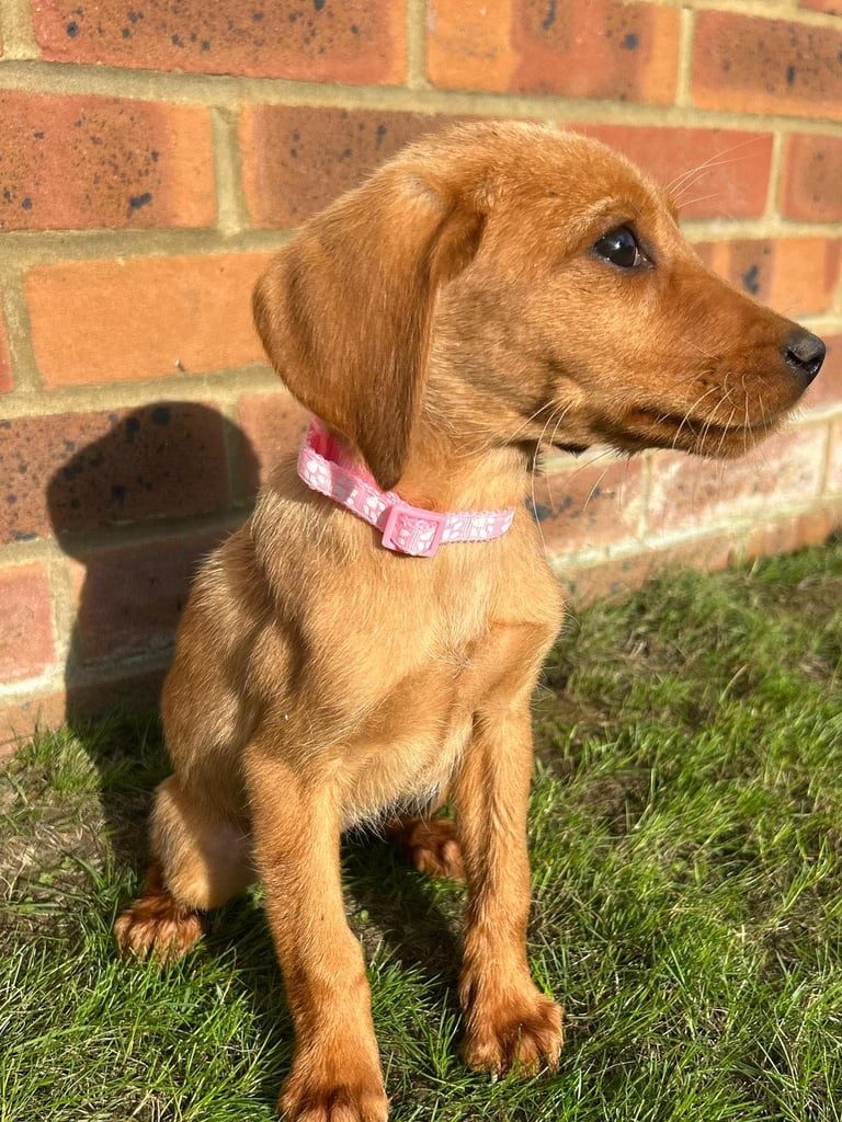 Fox Red Labrador puppies 