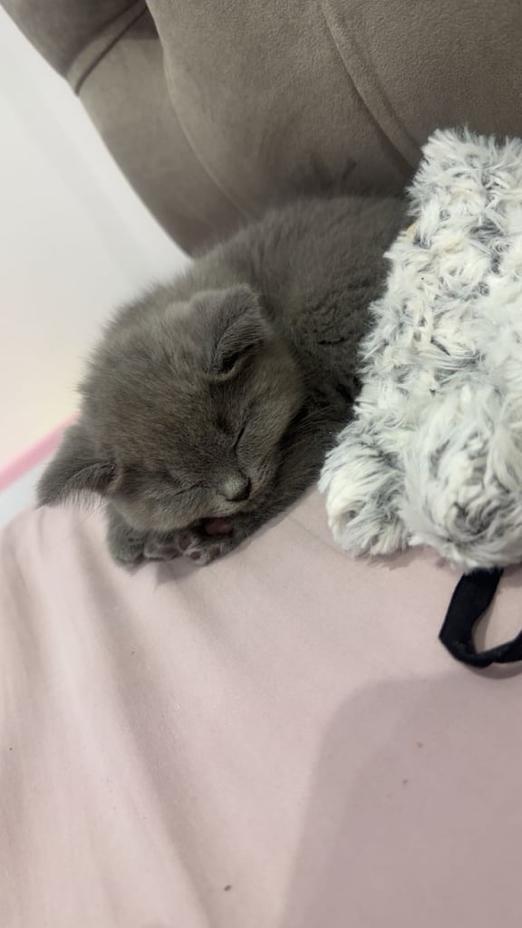 Pedigree British shorthair  