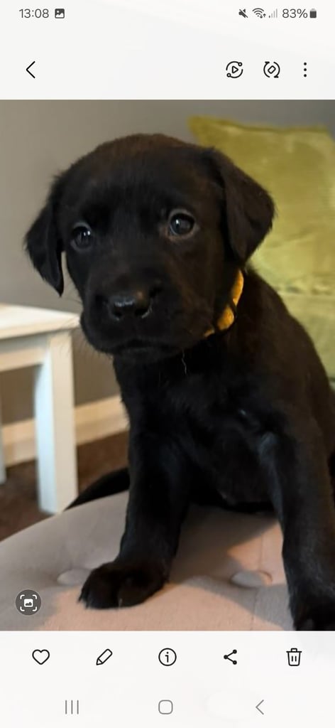 LABRADOR  PUPPIES READY FOR VIEWING
