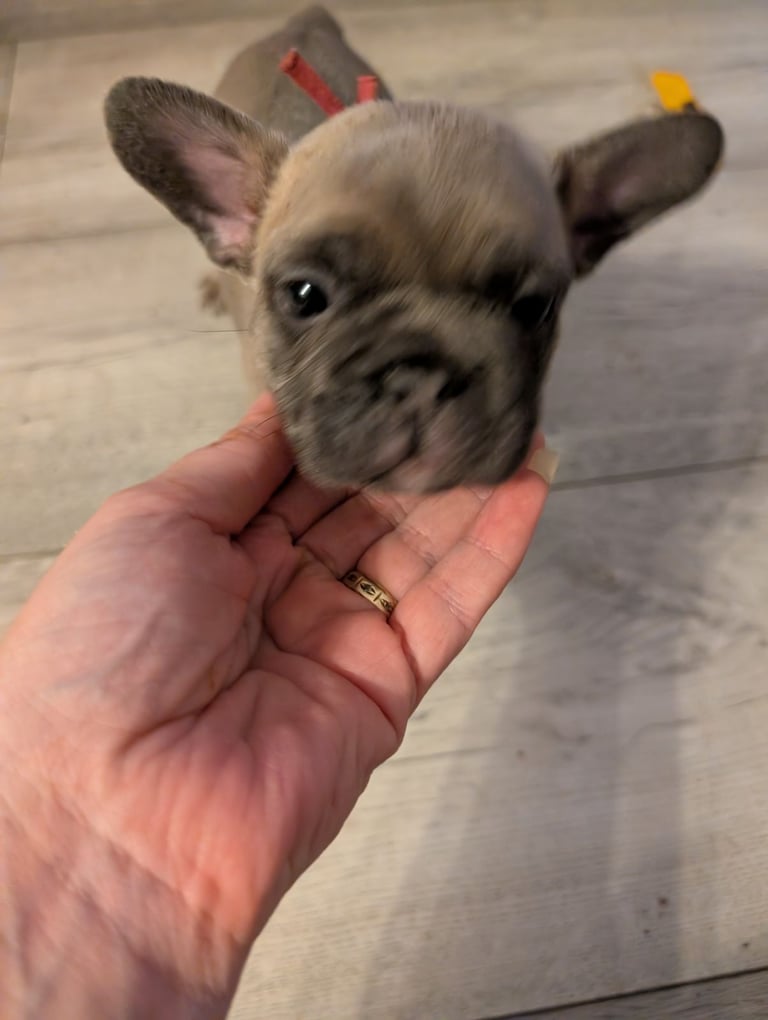 French bulldog puppies 