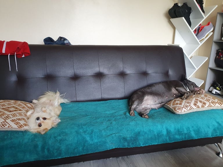 Chihuahuas and French bulldog 