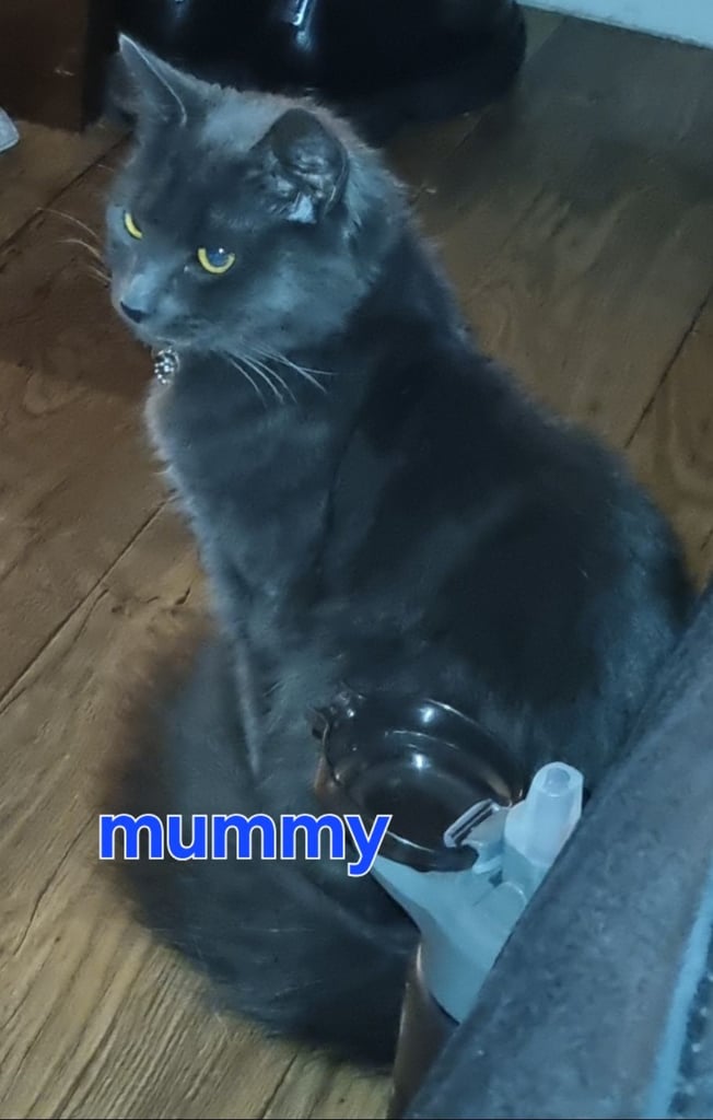 Kittens for sale 