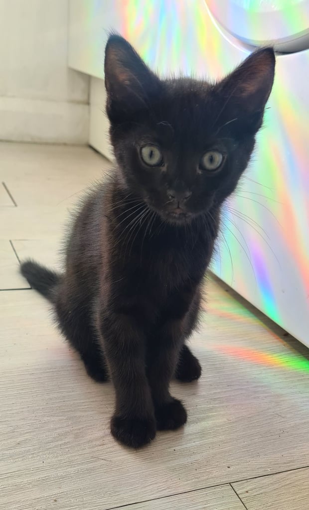 Female Kittens 10 weeks , ready for new home