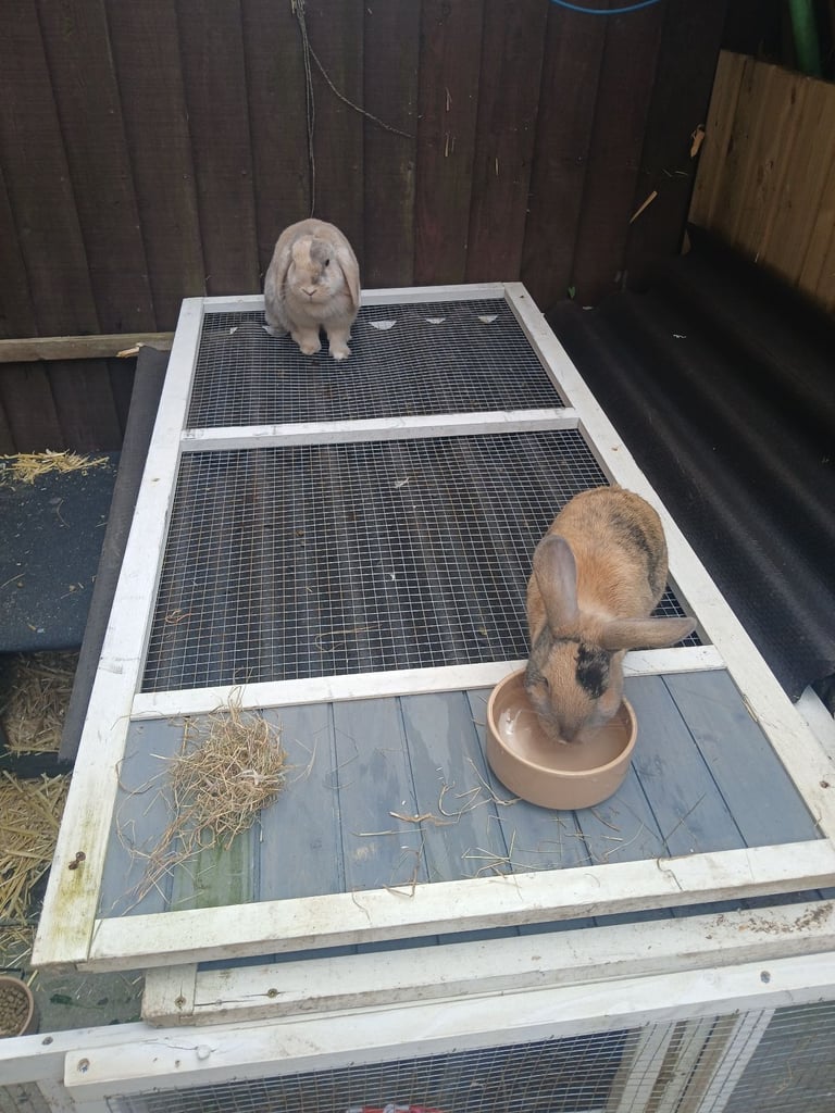Female lop rabbit 
