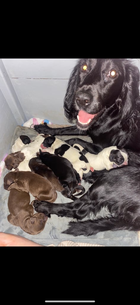 Sprocker spaniels. Springer x Cocker spaniel 