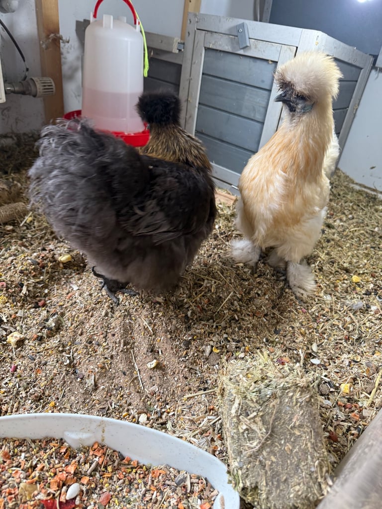 Indoor silkie chickens