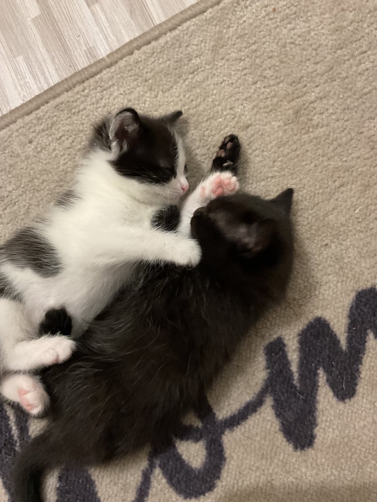 2 beautiful female kittens for sale 