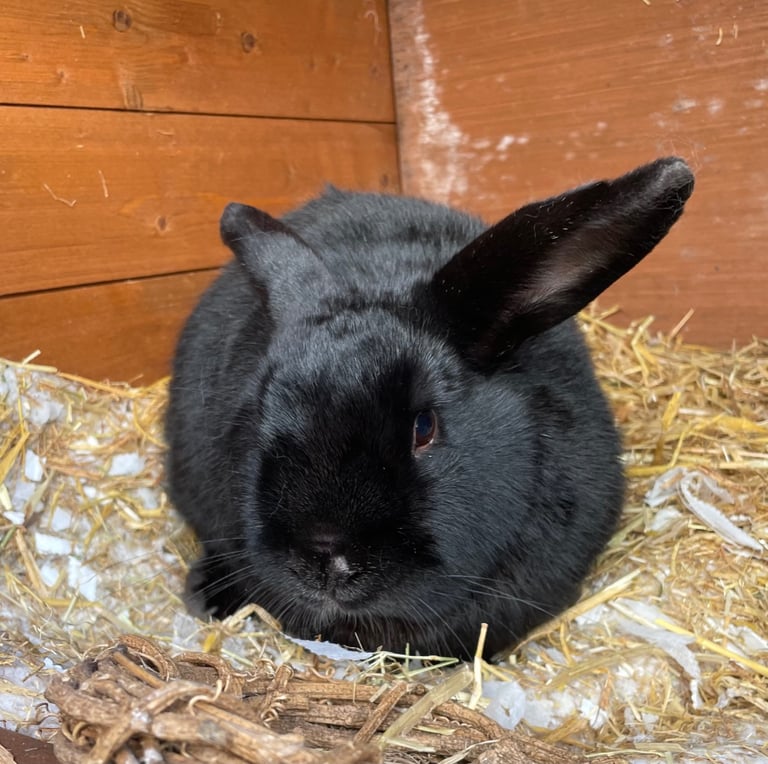 Two gorgeous black bunnies 