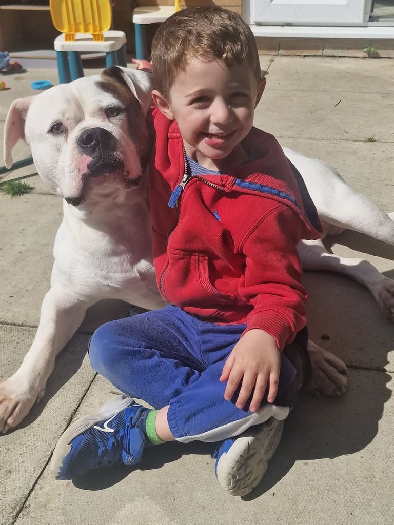 Male American Bulldog 