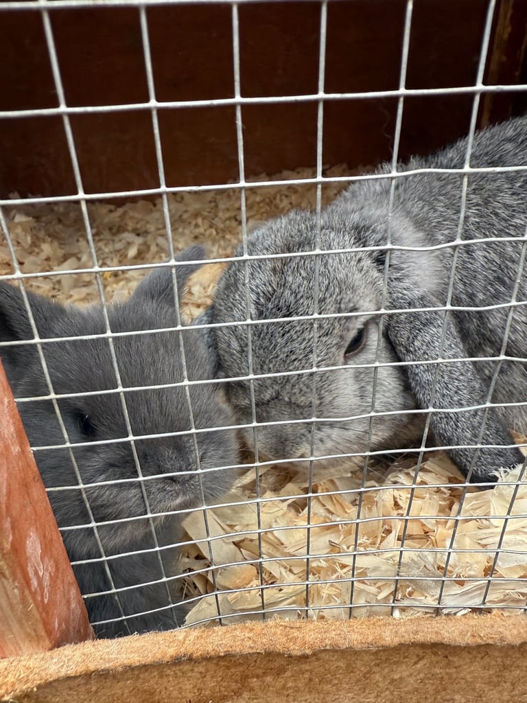 Mini lop babies 