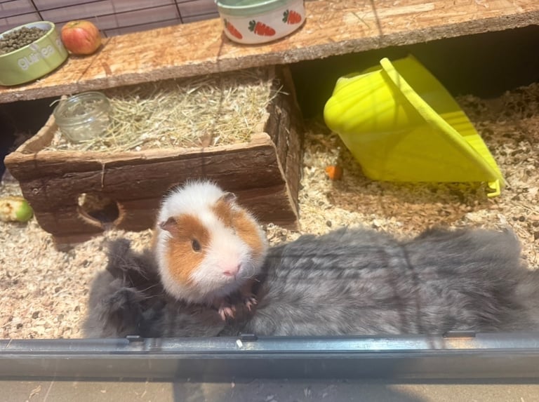 Male guinea pig needs new home 