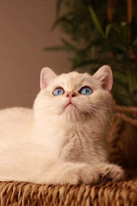 TICA RARE British Shorthair Kittens Champion bloodline