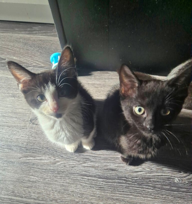 Beautiful Kittens Ready for Forever Home 