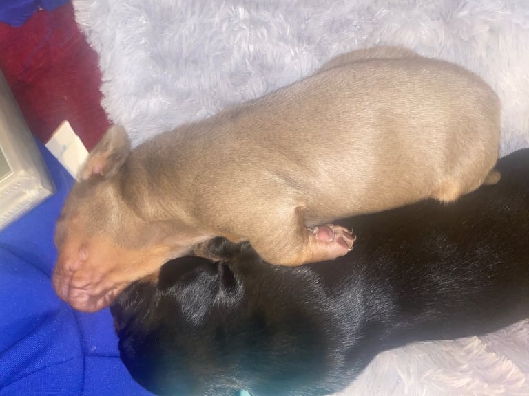 3 male miniature dachshunds