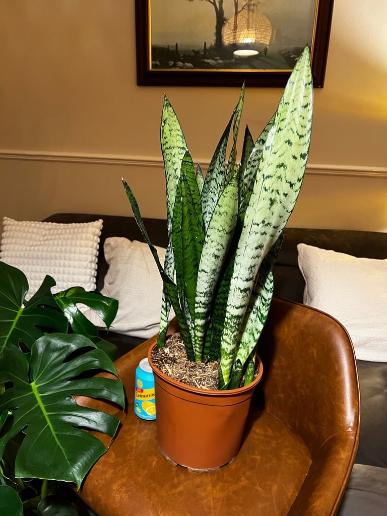 image for Large Snake Plant Indoor Exotic House plant Can deliver 