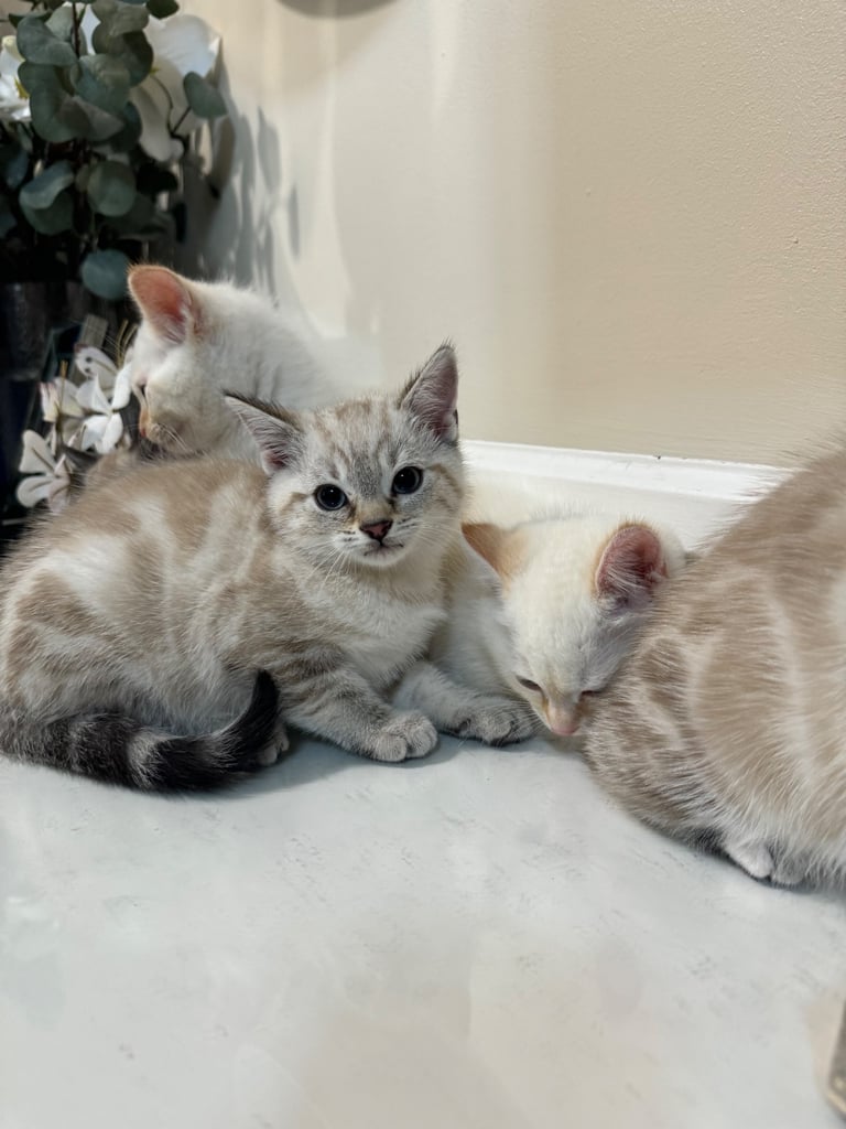 Unique shorthair kittens 