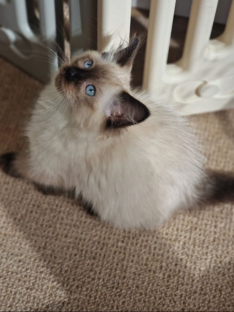 Pedigree Ragdoll Kittens Ready Now