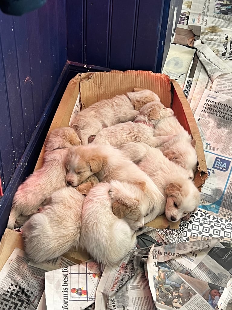 [Last Few] Rare Samshie puppy Litter (Samoyed x Welshie)
