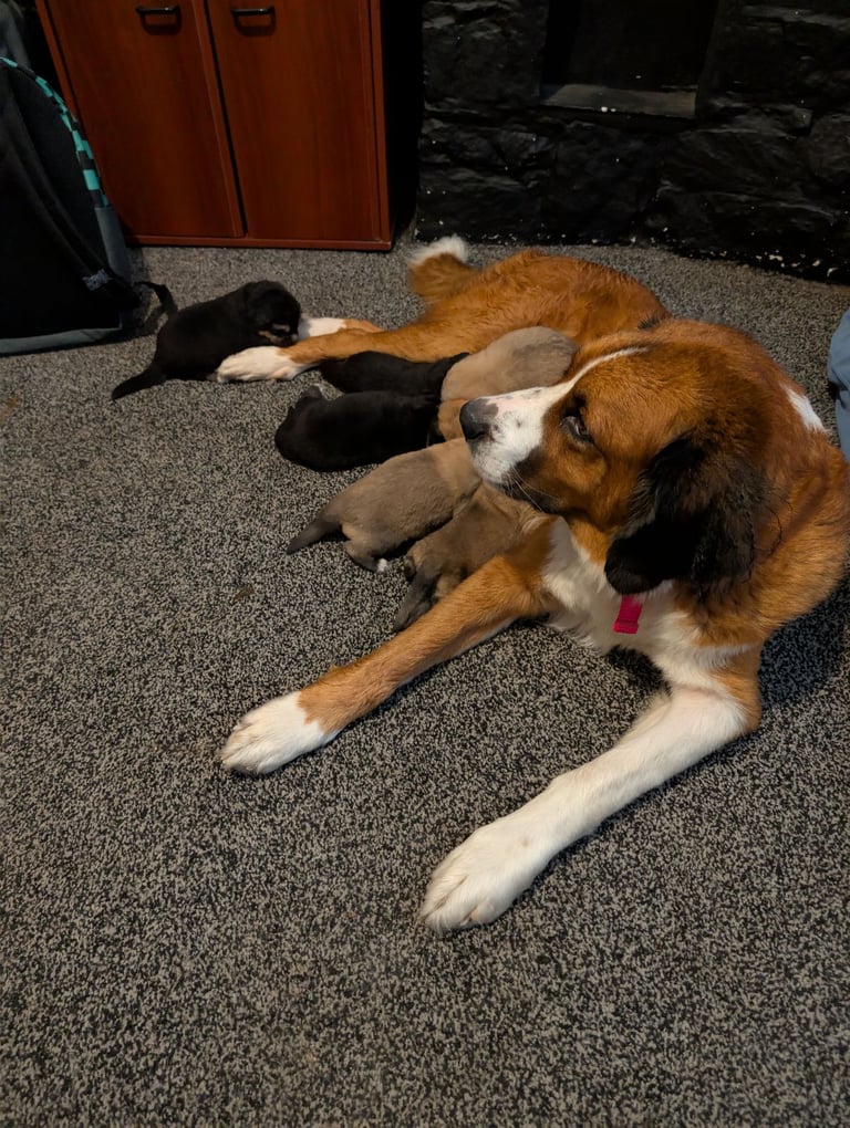 Bernese mountain dog X white swiss Shepard 