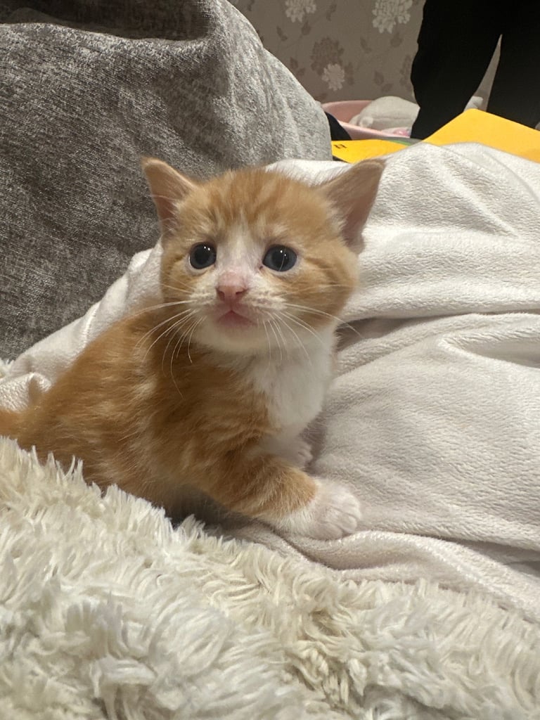 Ragdoll kittens for sale 