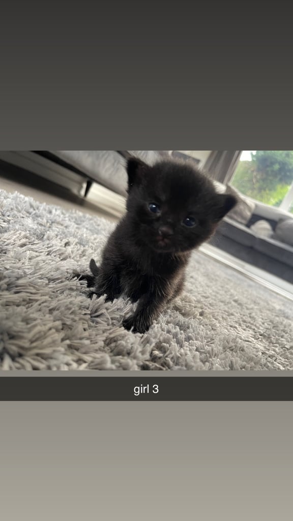 Kittens for sale