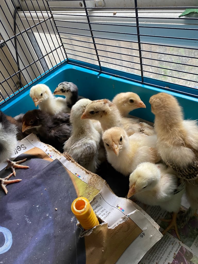 4 Aseel chicks and 2 Brahma chicks for sale