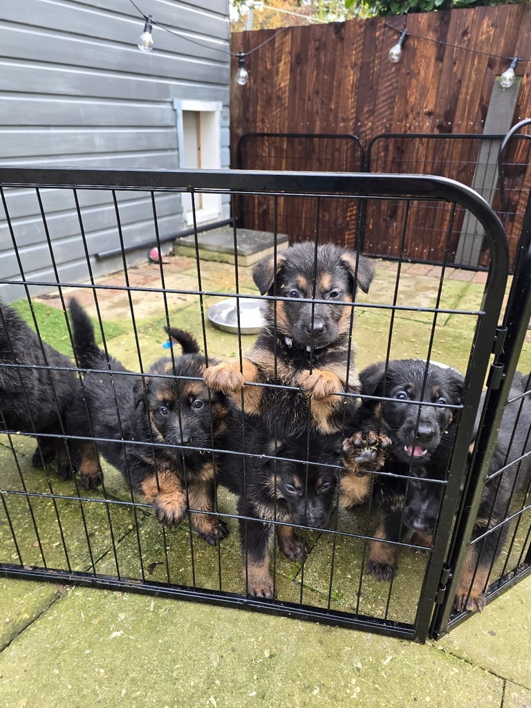 Pure breed German shepherd puppies for sale 