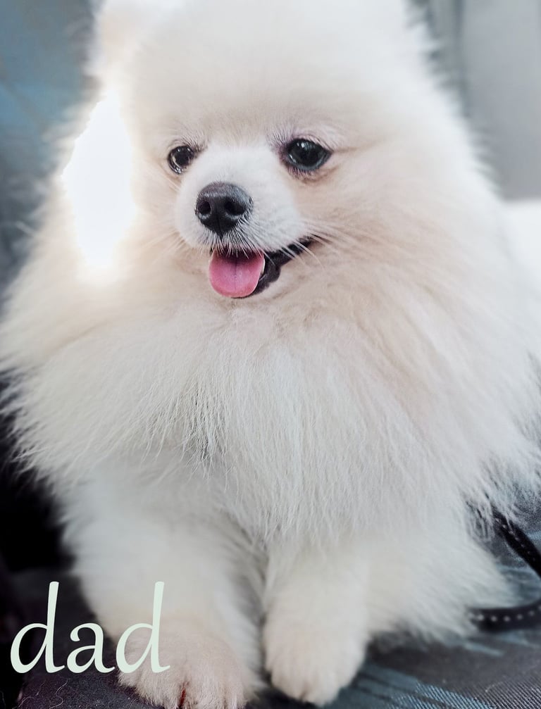 Pomeranian puppies - 2 boys