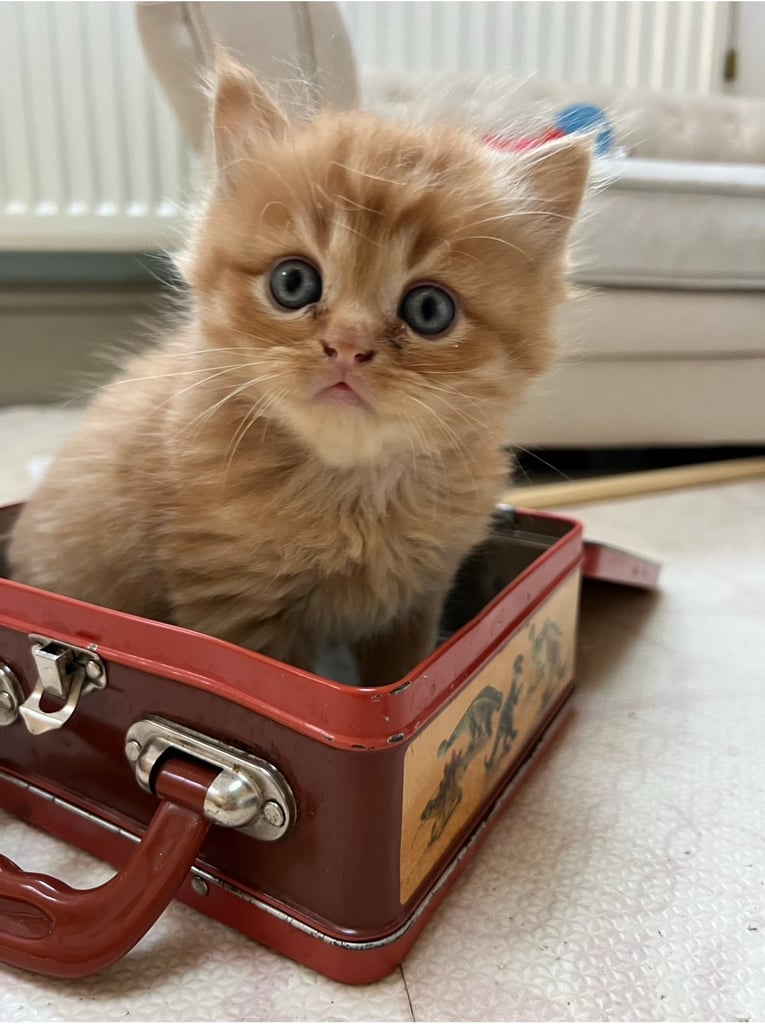Beautiful pedigree Persian kittens for sale 