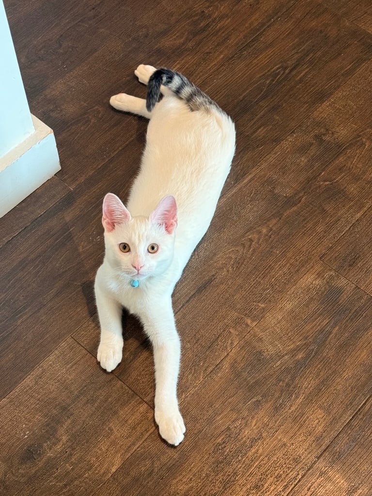 image for Cute playful kitten 