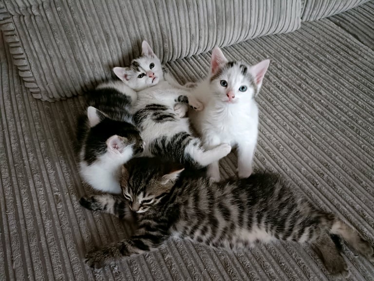 4 tabby and white kittens for sale 