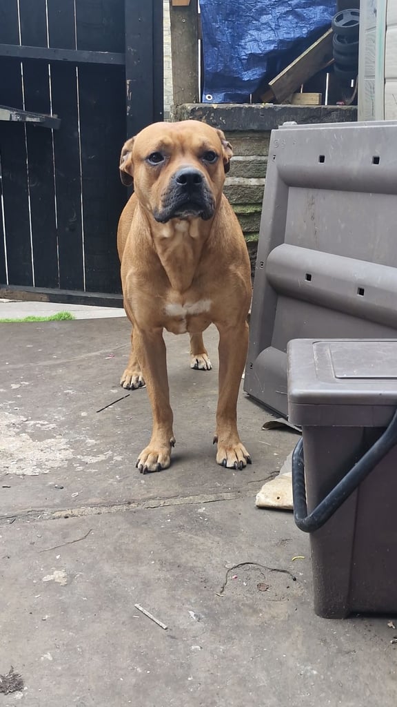 Male dog and cat for sale