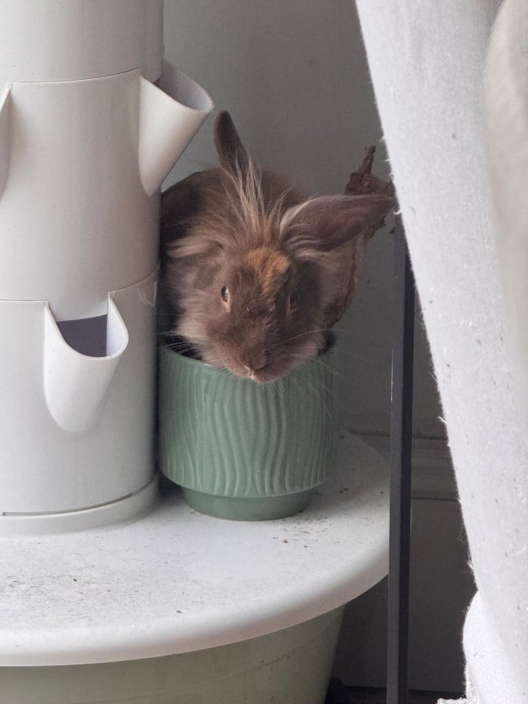 Junior rabbit for new home