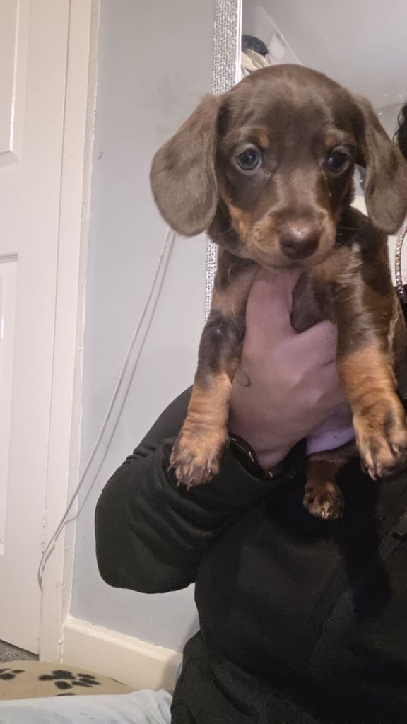 Miniature Dachshund 