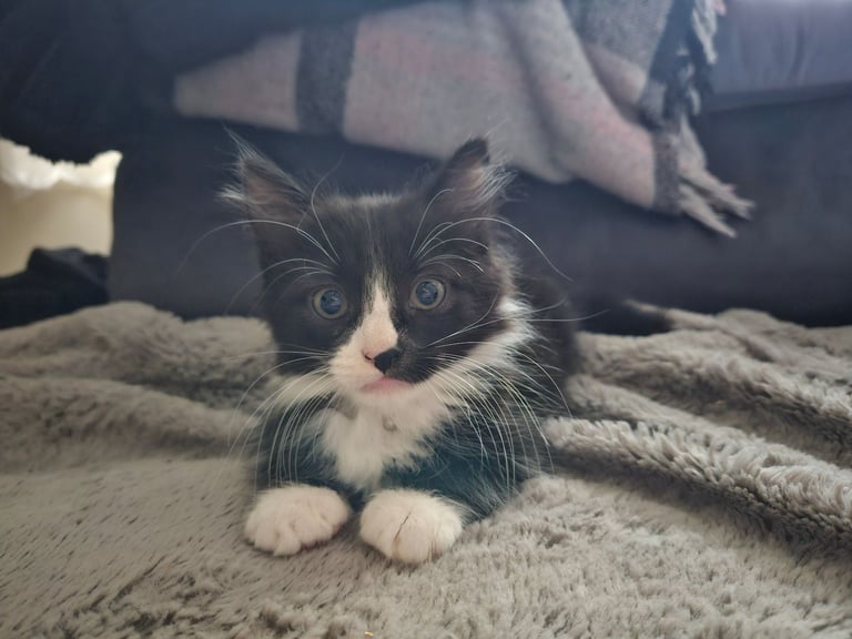 Kitten £100