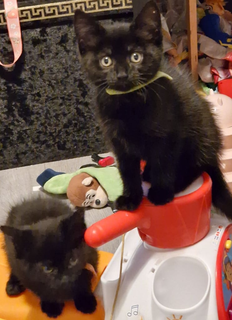 7  beautiful female kittens ready for forever home now 