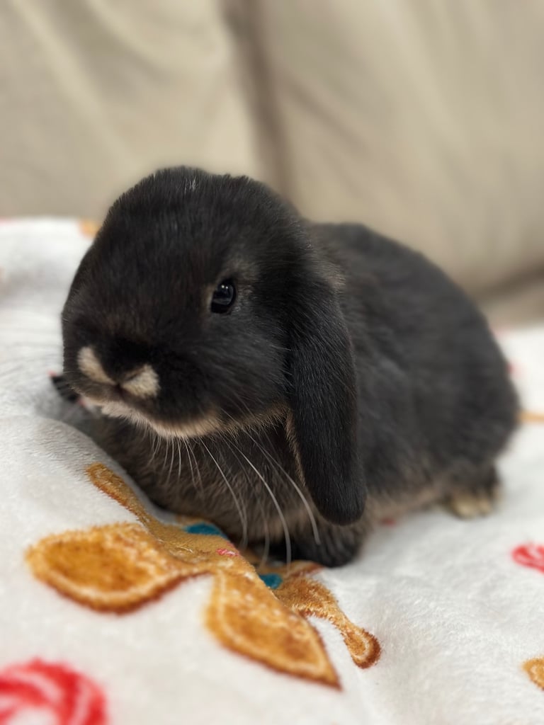 image for Mini lops bunnies 