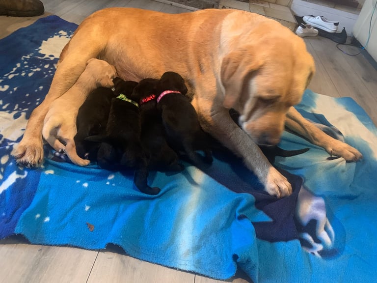 Labrador puppies 