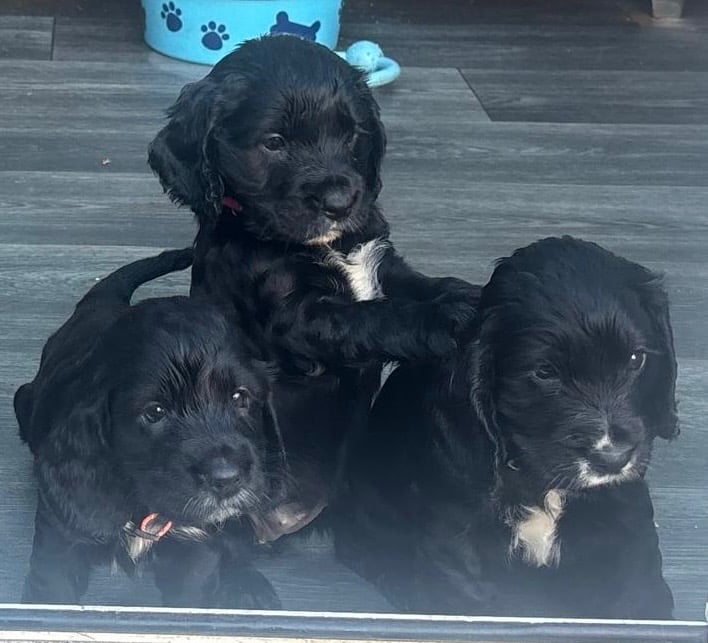 Beautiful cocker spaniels 