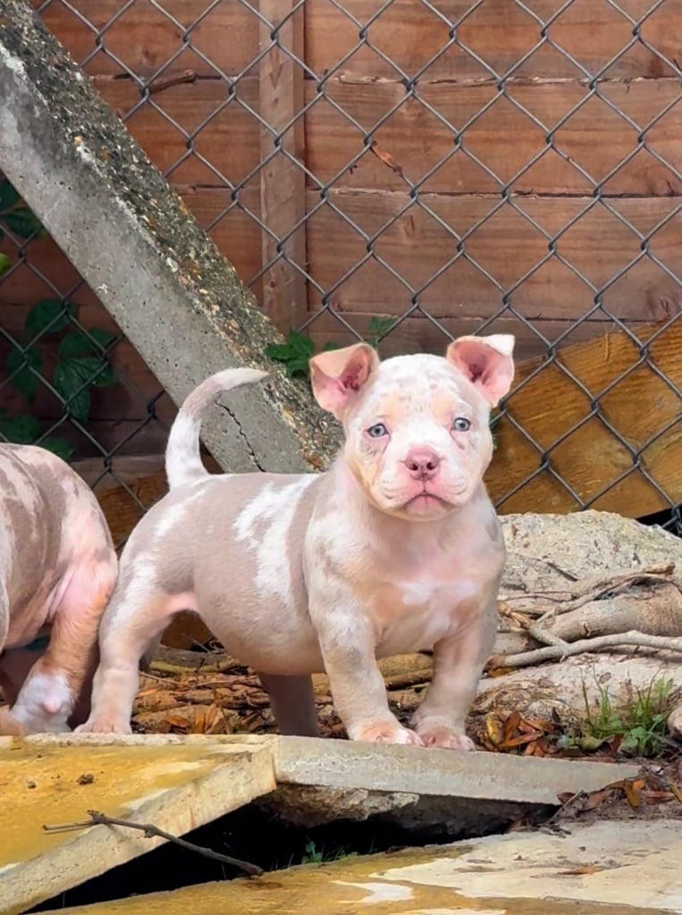 LAST FEMALE MERLE POCKET BULLY AVAILABLE‼️‼️