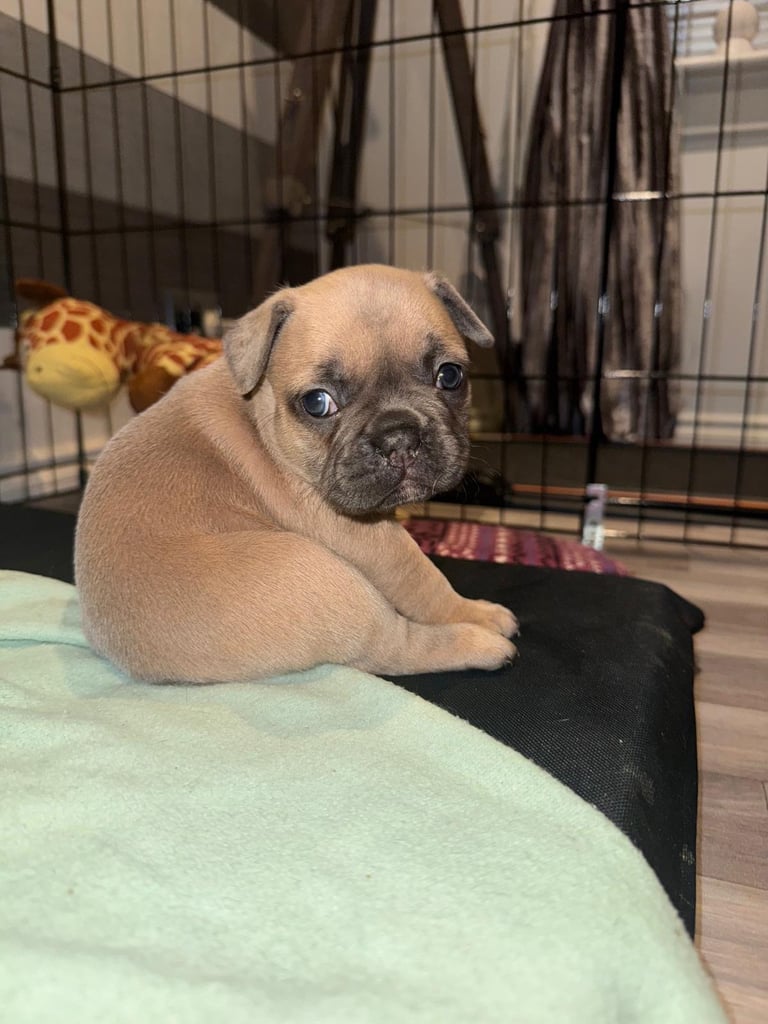 French Bulldog Puppies KC Reg