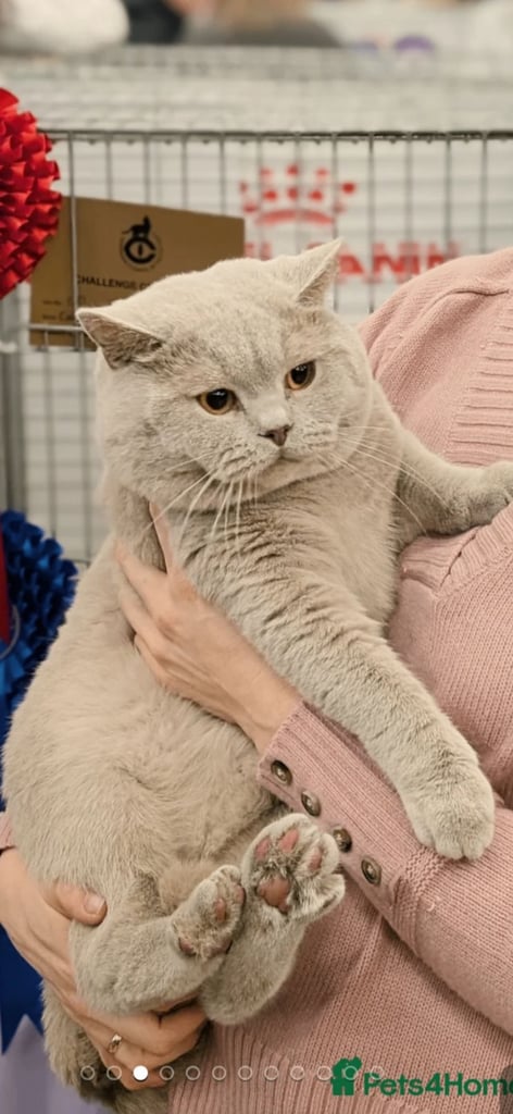  👑 Champion line GCCF British Shorthair girls 👑