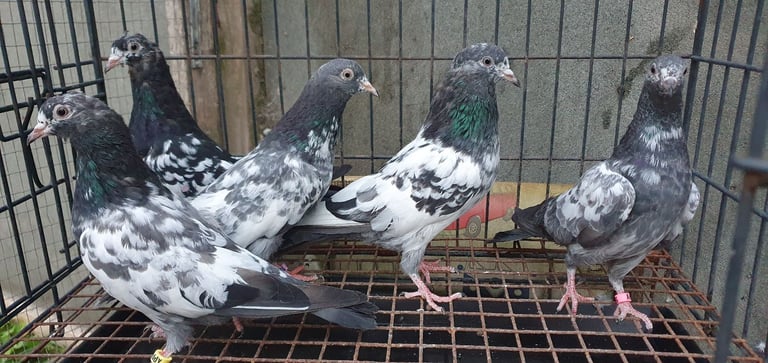 Pakistani Highflyer Pigeons For Sale