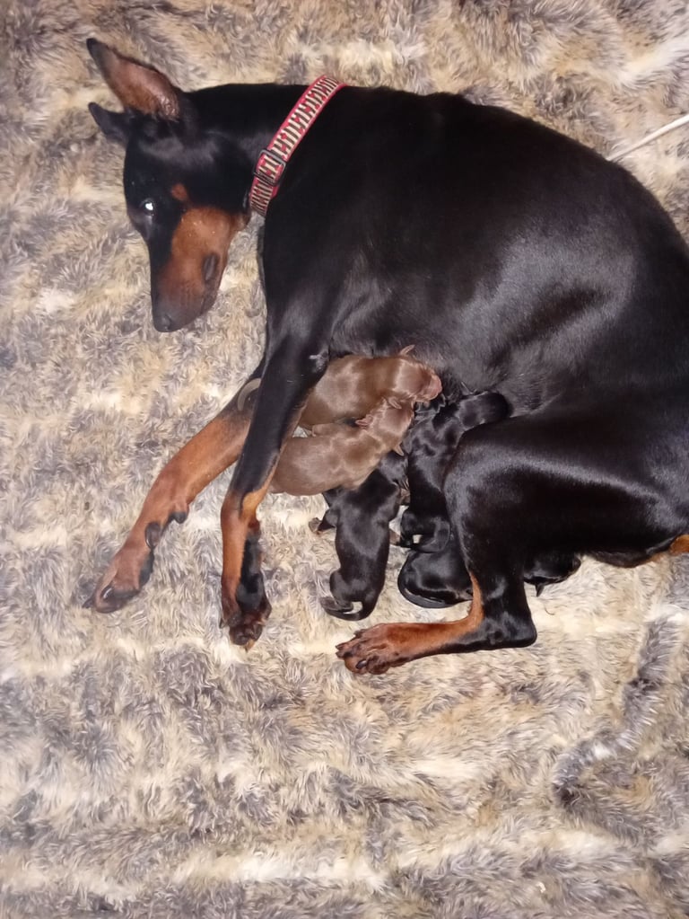 Pure breed superb lines Doberman pups