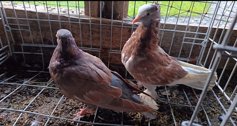 Fancy Pigeons 
