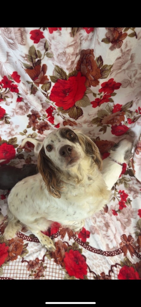 Spaniel in Kent Dogs Puppies for Sale Gumtree