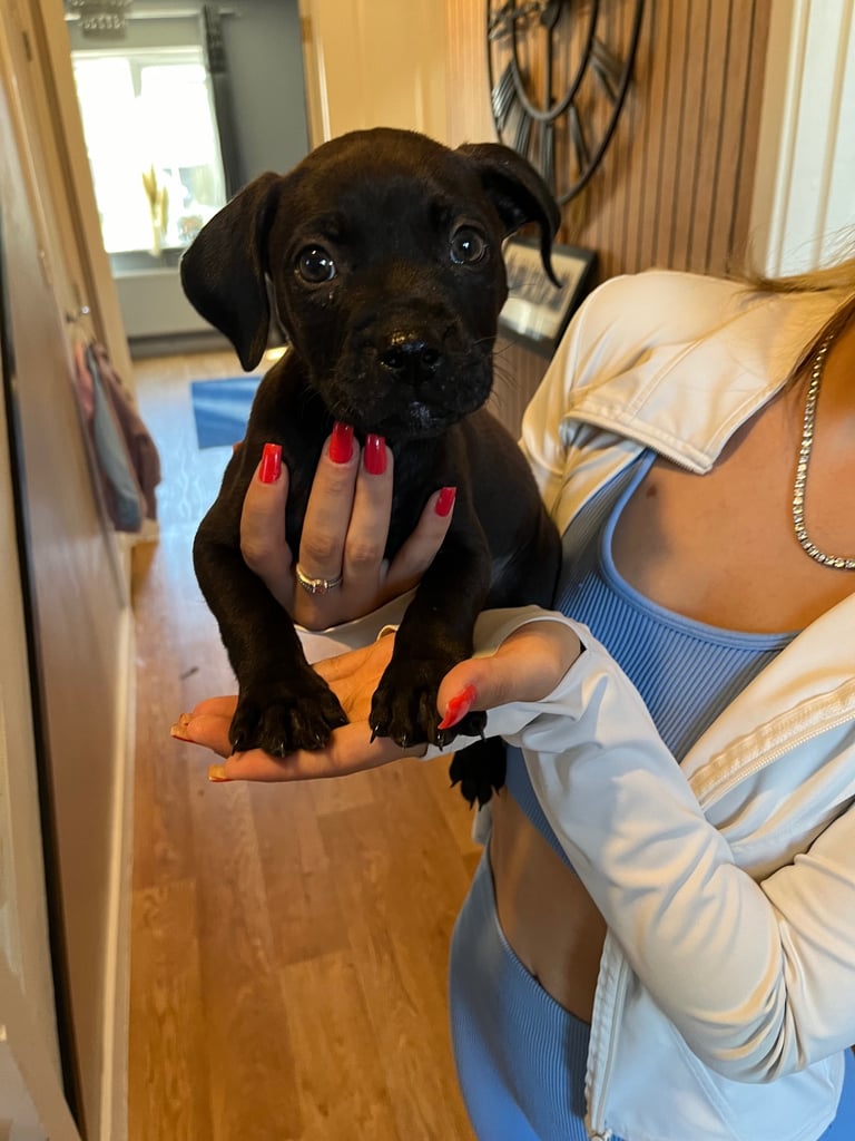image for STAFFY PUPPYS FOR SALE