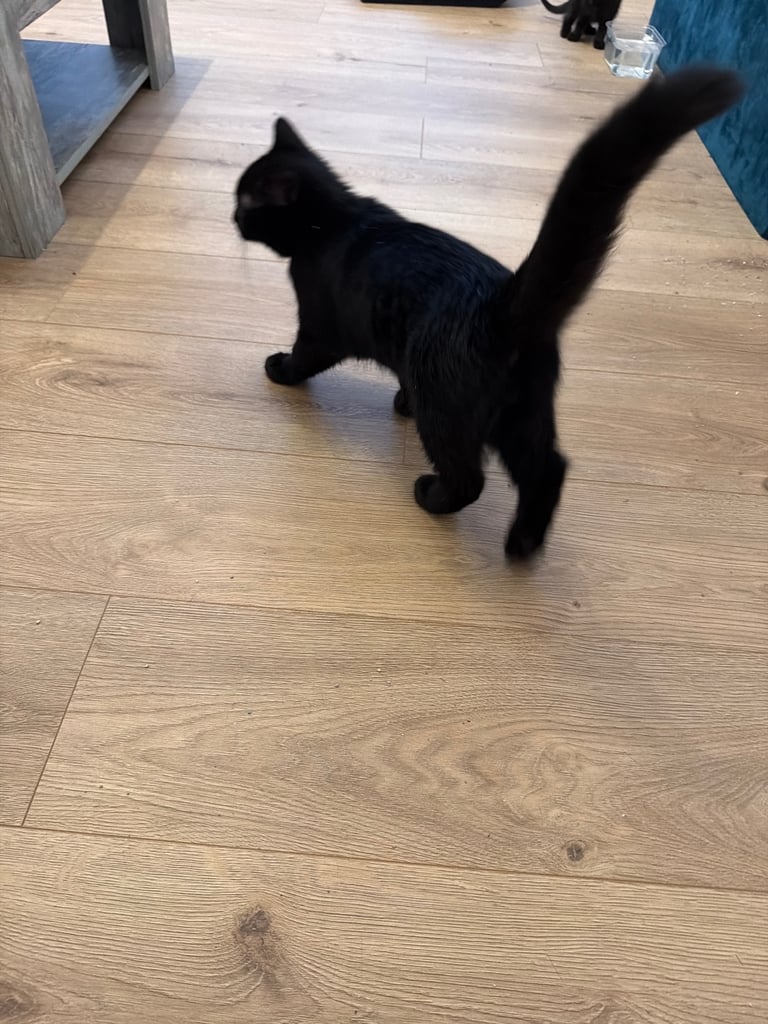 Bombay kitten ready to go 