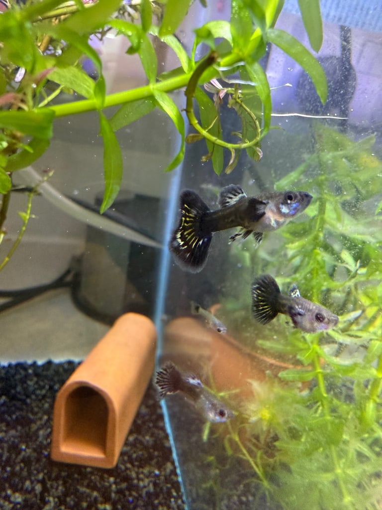 Tropical fish