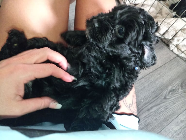 image for Shih-poo-poo puppies